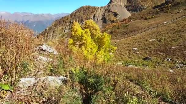 Panorama Coloré Paysage Montagneux Est Doré Automne Beau Paysage Forêt — Video