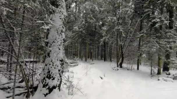 Jazda Samochodem Pięknej Zimowej Leśnej Drodze Suv Toruje Sobie Drogę — Wideo stockowe