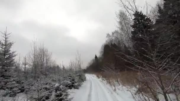 Giro Auto Attraverso Una Bella Foresta Innevata Inverno Una Giornata — Video Stock