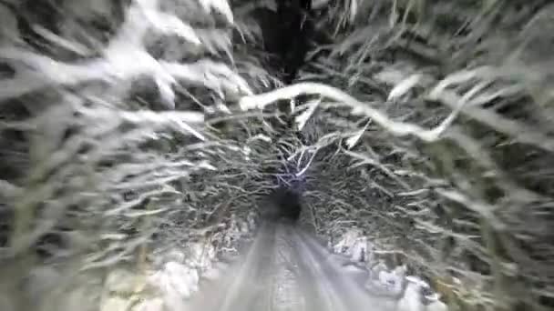 冬の夜の雪の森を通してPov運転 木と雪のトンネル 車のヘッドライトの光の中で夜の冬の森の美しい風景 冬の旅行 — ストック動画