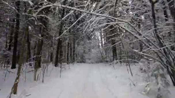 Pov Viagem Carro Road Através Floresta Inverno Bela Paisagem Floresta — Vídeo de Stock