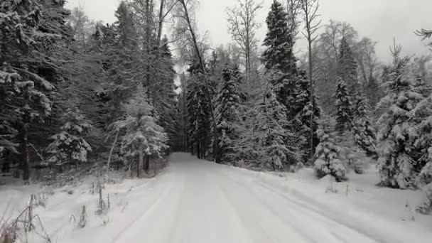 Podróż Pov Road Samochodem Przez Zimowy Las Piękny Krajobraz Zaśnieżonego — Wideo stockowe