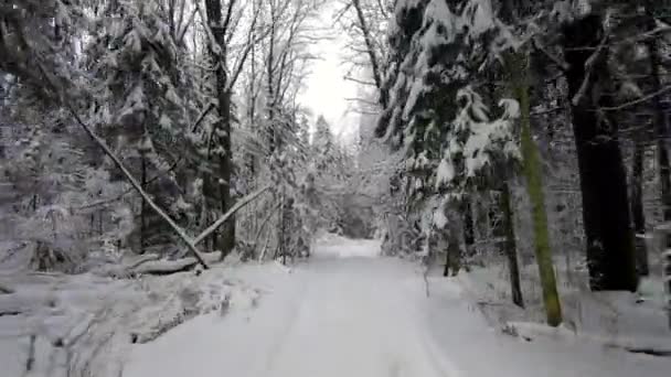 Podróż Pov Road Samochodem Przez Zimowy Las Piękny Krajobraz Zaśnieżonego — Wideo stockowe