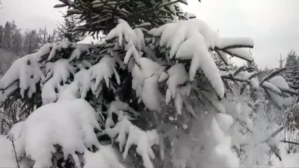 Langzame Sneeuw Valt Winter Van Bomen Prachtig Landschap Van Winterse — Stockvideo