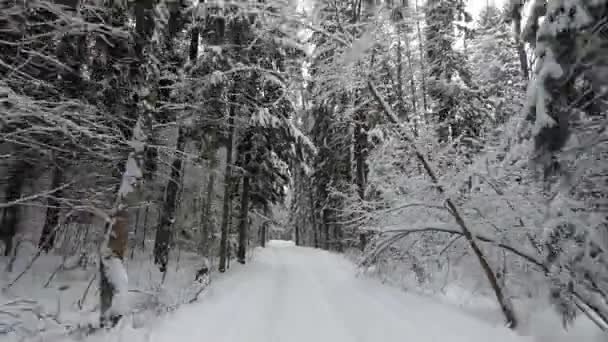 Pov Resa Med Road Bil Genom Vinterskogen Tillbakablick Vackert Landskap — Stockvideo