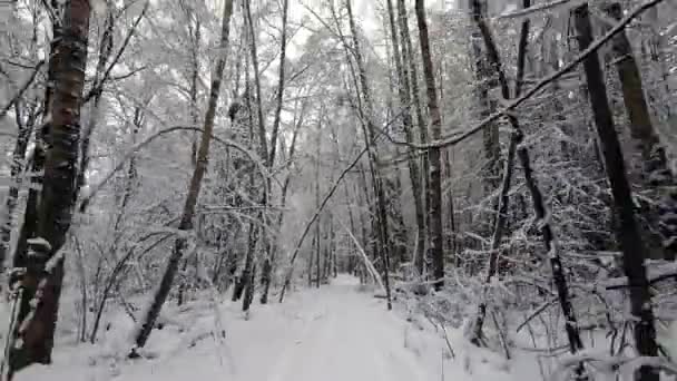 Pov Výlet Road Autem Přes Zimní Les Pohled Zpět Krásná — Stock video