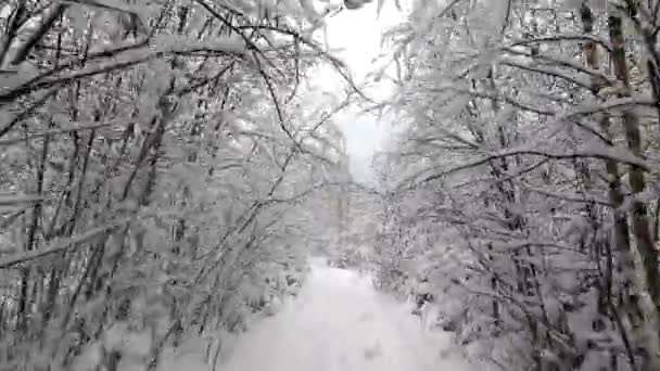 Pov Viagem Carro Road Através Floresta Inverno Olhar Para Trás — Vídeo de Stock