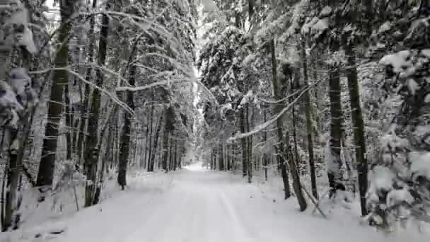 Pov Viagem Carro Road Através Floresta Inverno Olhar Para Trás — Vídeo de Stock