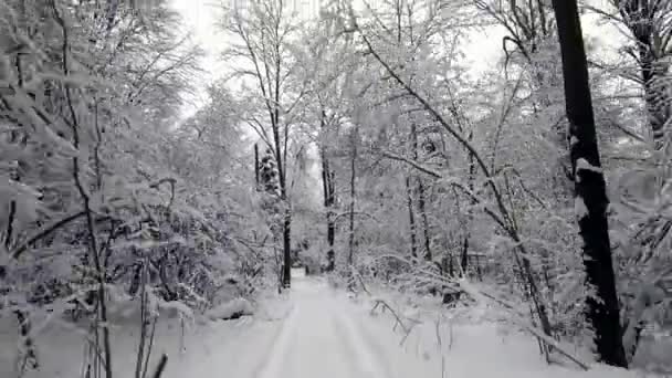 Pov Podróż Road Samochodem Przez Zimowy Las Spojrzenie Wstecz Piękny — Wideo stockowe