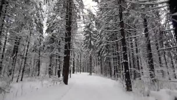Pov Resa Med Road Bil Genom Vinterskogen Tillbakablick Vackert Landskap — Stockvideo