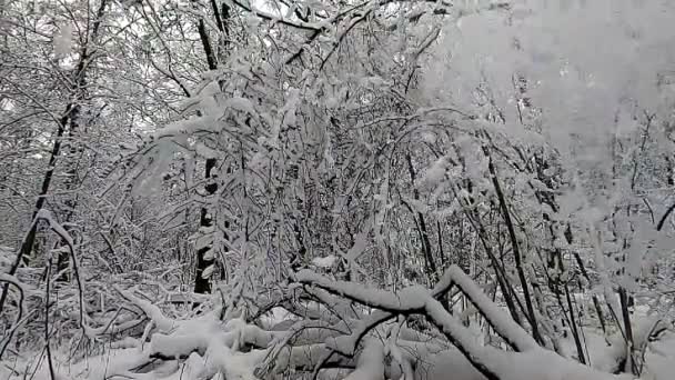 Snø Sakte Bevegelse Faller Fra Trærne Vinteren Vakkert Vinterlandskap Langsom – stockvideo