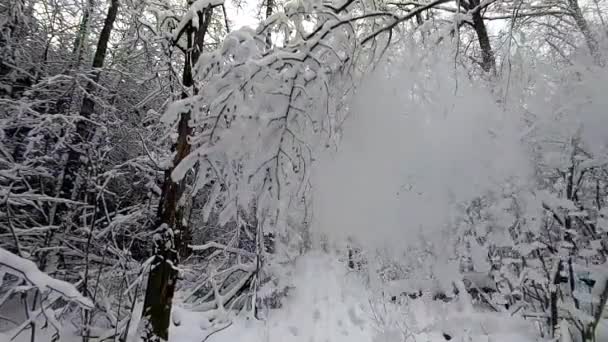 Neve Câmera Lenta Cai Das Árvores Inverno Bela Paisagem Natureza — Vídeo de Stock