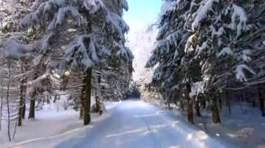 Soğuk bir günde, güzel, karlı bir ormanda araba yolculuğu. Mavi gökyüzüne karşı karda güzel bir doğa.