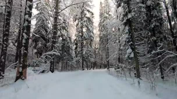 Passeio Carro Através Uma Bela Floresta Nevada Inverno Dia Gelado — Vídeo de Stock