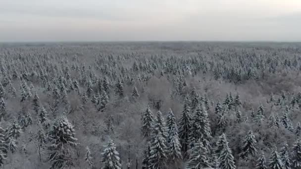 Vista Aérea Floresta Inverno Neve Bela Paisagem Floresta Conífera Dia — Vídeo de Stock