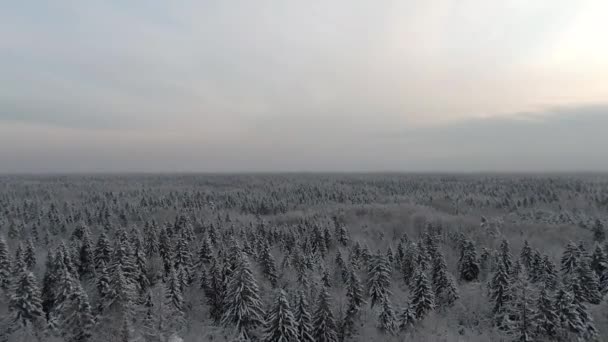 Vista Aérea Floresta Inverno Neve Bela Paisagem Floresta Conífera Dia — Vídeo de Stock
