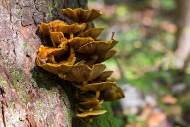 Altın Scalycap mantarı (Pholiota aurivella) bir ormanda ölü köknar üzerinde büyüyen kümeler içinde.
