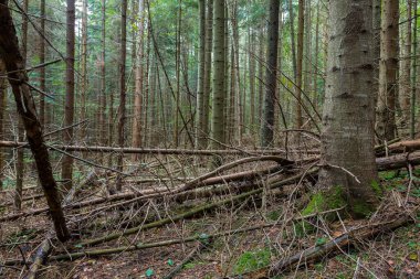 Kozalaklı doğal orman. Ağaçların doğal yok oluşu sırasında genç kozalaklı orman.