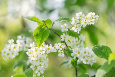 Prunus padus, gül (