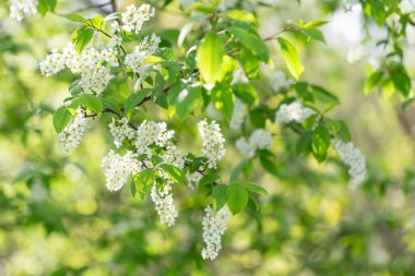 Prunus padus, gül (