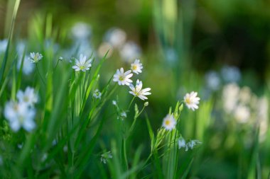 Rabelera holostea (daha büyük dikişotu, yıldız otu ve katdersmeat olarak da bilinir), Caryophyllaceae familyasından bir bitki türü. Beyaz çiçekler daha büyük dikişotu.