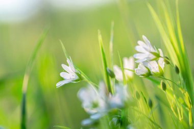 Rabelera holostea (daha büyük dikişotu, yıldız otu ve katdersmeat olarak da bilinir), Caryophyllaceae familyasından bir bitki türü. Beyaz çiçekler daha büyük dikişotu.