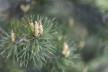 Branch Scots pine (Pinus sylvestris) with yellow pollen-producing male cones at the time of flowering. Pinus sylvestris, Scots pine, Scotch pine is a species of tree in the family Pinaceae. clipart