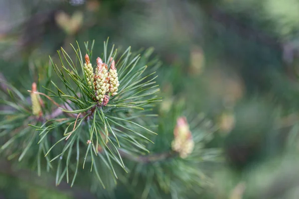 Dal İskoç çamı (Pinus sylvestris) çiçek açarken sarı polen üreten erkek koniler ile. Pinus sylvestris, İskoçya çamı, Pinaceae familyasından bir ağaçtır..