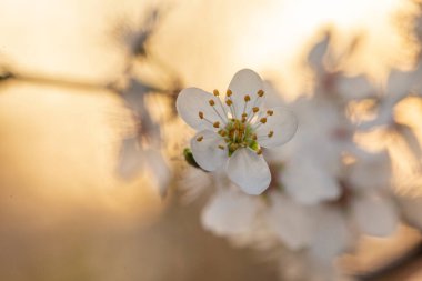 Çiçekli kiraz ağacı. Akşam güneşinde kiraz ağacı dalı ve harika bir bokeh. Çiçek bahçesinin sanatsal fotoğrafı. Akşam güneşinin arka planında beyaz çiçekli erik dalı.
