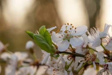 Çiçekli kiraz ağacı. Akşam güneşinde kiraz ağacı dalı ve harika bir bokeh. Çiçek bahçesinin sanatsal fotoğrafı. Akşam güneşinin arka planında beyaz çiçekli erik dalı.