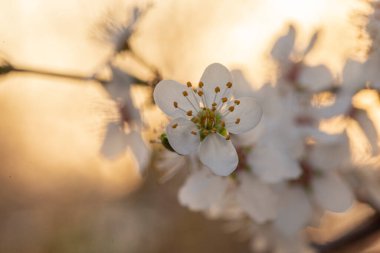 Çiçekli kiraz ağacı. Akşam güneşinde kiraz ağacı dalı ve harika bir bokeh. Çiçek bahçesinin sanatsal fotoğrafı. Akşam güneşinin arka planında beyaz çiçekli erik dalı.