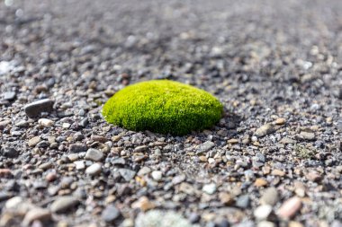 Asfaltta yeşil yosun var. Eski asfaltta yeşil yosun filizlendi. Yeşil yosunlu eski asfalt aşırı büyüyor. Yeşil yosunlarla kaplı asfalt dokusunu kapat. 