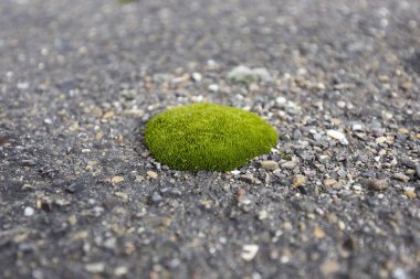 Asfaltta yeşil yosun var. Eski asfaltta yeşil yosun filizlendi. Yeşil yosunlu eski asfalt aşırı büyüyor. Yeşil yosunlarla kaplı asfalt dokusunu kapat. 