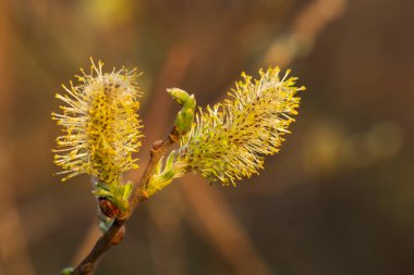 Kabarık arka planı olan kabarık kedili söğüt dalları. Fotokopi alanı olan yumuşak ve nazik bir bahar arkaplanı. Paskalya ya da bahar arkaplanı. Çiçekli söğüt dalları mavi gökyüzüne karşı..
