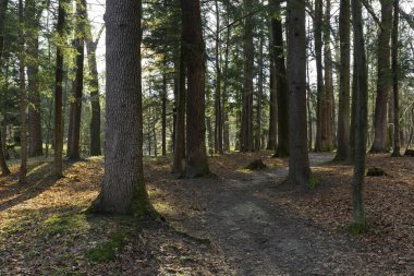 Kar yağdıktan sonra ilkbaharın başında meşe ormanı. Baharın başında yapraksız bir eyalette yaşlı meşe ormanı.