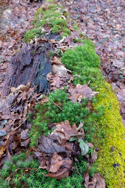 Green moss on a background of spring forest. Full focus. Beautiful green moss on the floor, moss closeup. Beautiful background of moss for wallpaper. Green moss covers dead wood in the forest. forests of Europe.