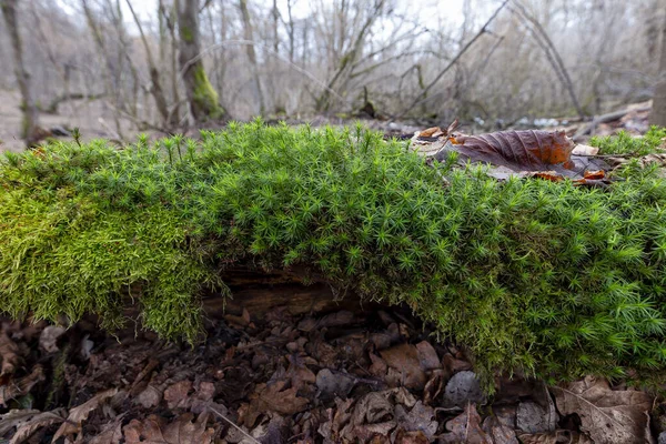 Green moss on a background of spring forest. Full focus. Beautiful green moss on the floor, moss closeup. Beautiful background of moss for wallpaper. Green moss covers dead wood in the forest. forests of Europe.