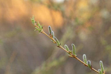 Willow Catkins in Early Spring. Pussy willow spring time background. willow branches spring background, abstract blurred view of spring. Soft background with pussy willow catkins.