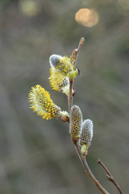 Willow Catkins in Early Spring. Pussy willow spring time background. willow branches spring background, abstract blurred view of spring. Soft spring background with pussy willow catkins.