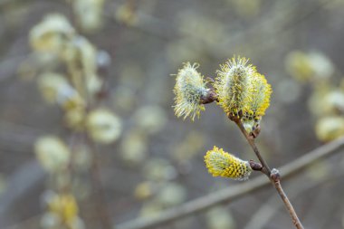 Willow Catkins in Early Spring. Pussy willow spring time background. willow branches spring background, abstract blurred view of spring. Soft spring background with pussy willow catkins.