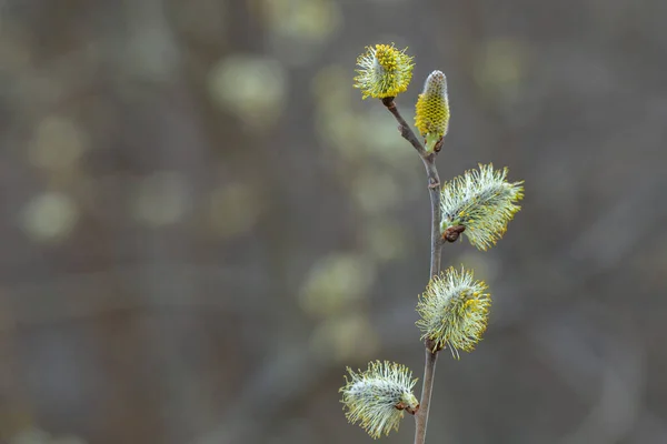 Willow Catkins in Early Spring. Pussy willow spring time background. willow branches spring background, abstract blurred view of spring. Soft spring background with pussy willow catkins.