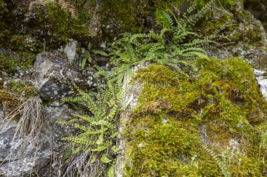 Asplenium trikomanes, Aspleniaceae familyasından küçük bir eğrelti otudur.