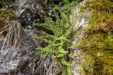 Asplenium trikomanes, Aspleniaceae familyasından küçük bir eğrelti otudur.