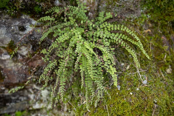 Asplenium trikomanes, Aspleniaceae familyasından küçük bir eğrelti otudur.