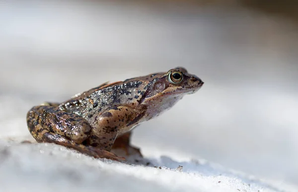 The common frog (Rana temporaria), also known as the European common frog, European common brown frog, or European grass frog, is a semi-aquatic amphibian of the family Ranidae.