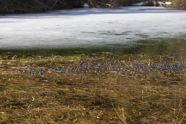 The common frog (Rana temporaria), also known as the European common frog, European common brown frog, or European grass frog, is a semi-aquatic amphibian of the family Ranidae.