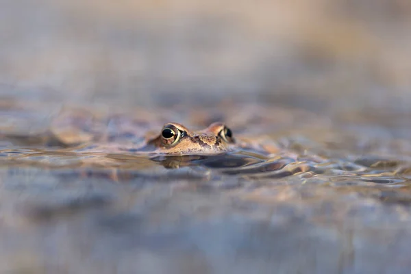 The common frog (Rana temporaria), also known as the European common frog, European common brown frog, or European grass frog, is a semi-aquatic amphibian of the family Ranidae.