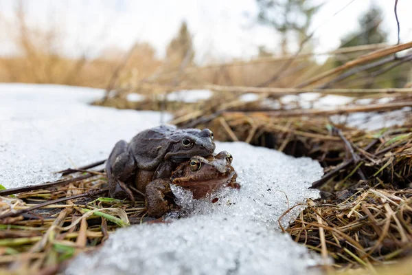 The common frog (Rana temporaria), also known as the European common frog, European common brown frog, or European grass frog, is a semi-aquatic amphibian of the family Ranidae.