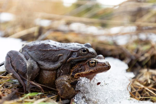 The common frog (Rana temporaria), also known as the European common frog, European common brown frog, or European grass frog, is a semi-aquatic amphibian of the family Ranidae.