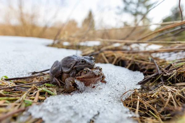 The common frog (Rana temporaria), also known as the European common frog, European common brown frog, or European grass frog, is a semi-aquatic amphibian of the family Ranidae.